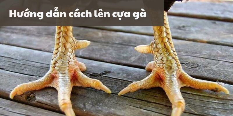 Hướng dẫn cách lên cựa gà chọi đánh bại đối thủ một cách hiệu quả 3 Cách lên cựa gà