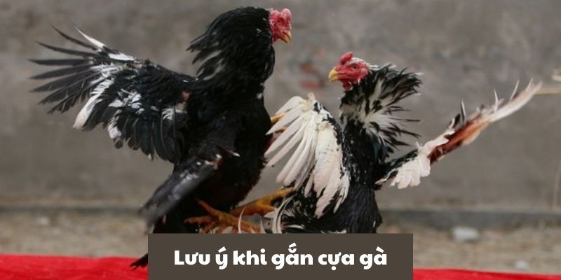 Hướng dẫn cách lên cựa gà chọi đánh bại đối thủ một cách hiệu quả 5 Bạn cần chú ý điều gì sau khi gắn cựa cho gà
